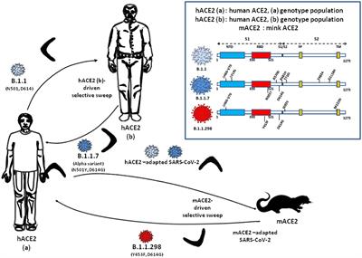 ACE2 receptor polymorphism in humans and animals increases the risk of the emergence of SARS-CoV-2 variants during repeated intra- and inter-species host-switching of the virus